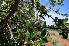 Commiphora angolensis