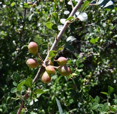 Commiphora angolensis