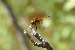 Trithemis pluvialis