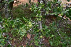 Commiphora angolensis