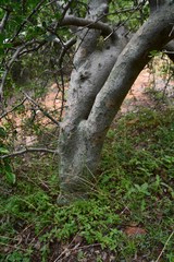 Commiphora angolensis