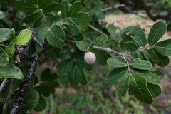 Commiphora mollis