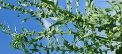Rumex dentatus