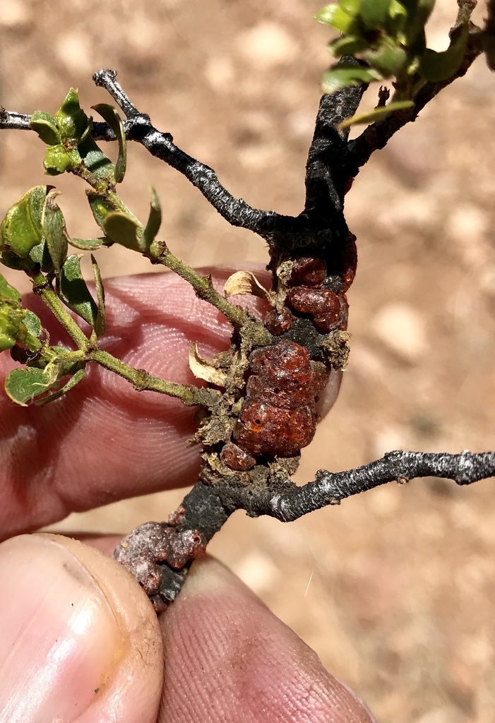 American lac insect