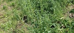 Rumex dentatus