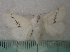 Anaxidia lactea