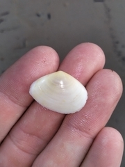 Macomona deltoidalis