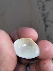 Macomona deltoidalis