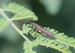 Rhinotia filiformis