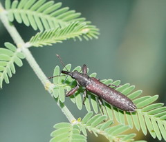 Rhinotia filiformis