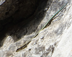 Iberolacerta horvathi