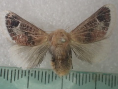 Doratifera vulnerans