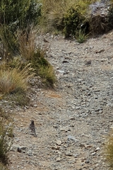 Anthus novaeseelandiae