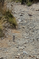 Anthus novaeseelandiae