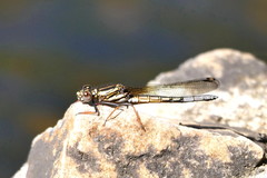 Platycypha fitzsimonsi