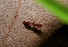 Ooceraea australis