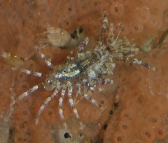 Podoceridae