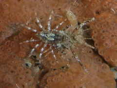 Podoceridae