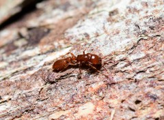 Ooceraea australis