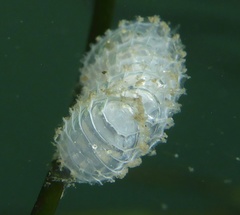 Nassarius fossatus