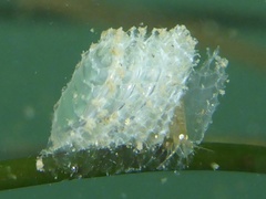 Nassarius fossatus