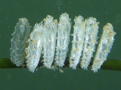 Nassarius fossatus