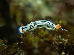 Hypselodoris maritima