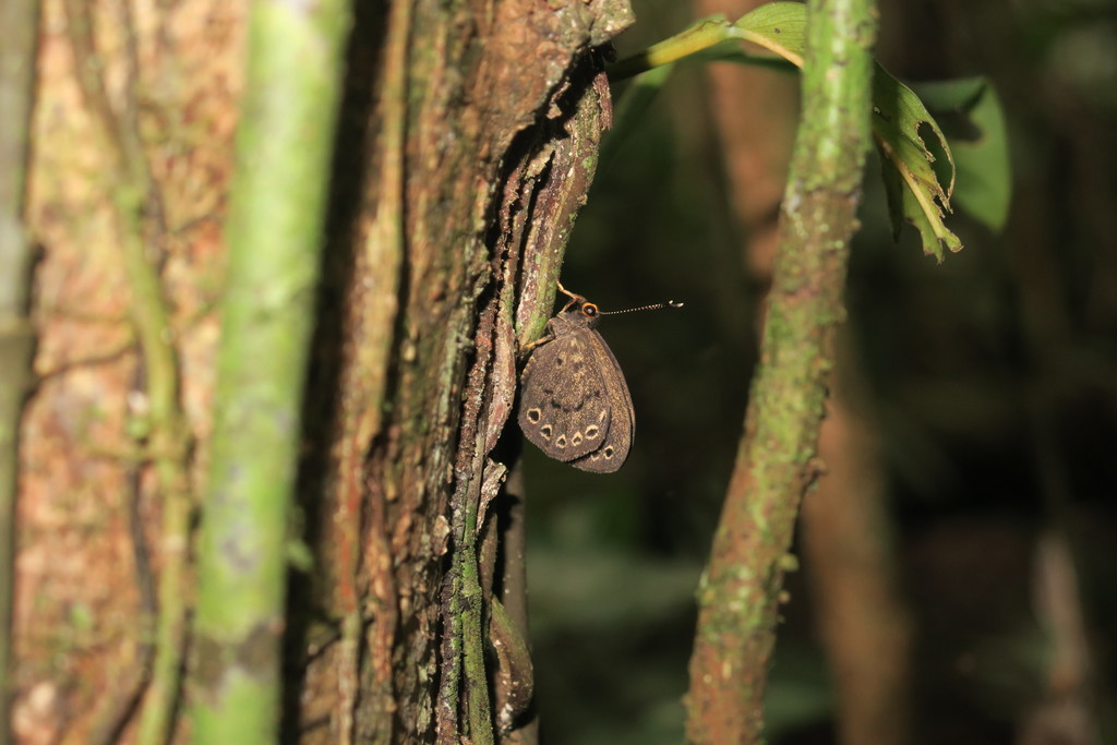 Eunogyra satyrus