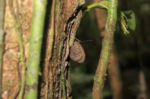 Eunogyra satyrus