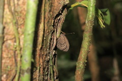 Eunogyra satyrus