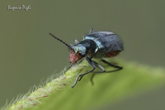 Malachius australis