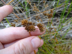 Juncus sonderianus
