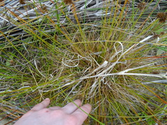 Juncus sonderianus