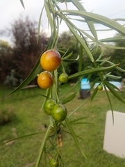 Solanum linearifolium