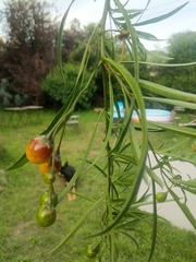 Solanum linearifolium