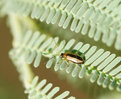 Monolepta subsuturalis