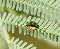 Monolepta subsuturalis