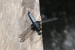 Erythrodiplax unimaculata