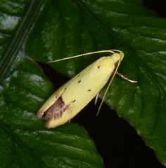 Gymnobathra flavidella