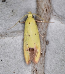 Gymnobathra flavidella