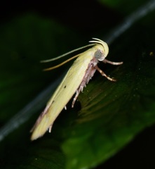 Gymnobathra flavidella