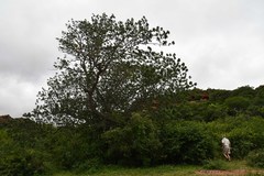 Entandrophragma caudatum