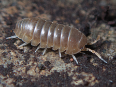 Velvety Pill Woodlouse