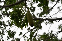 Entandrophragma caudatum