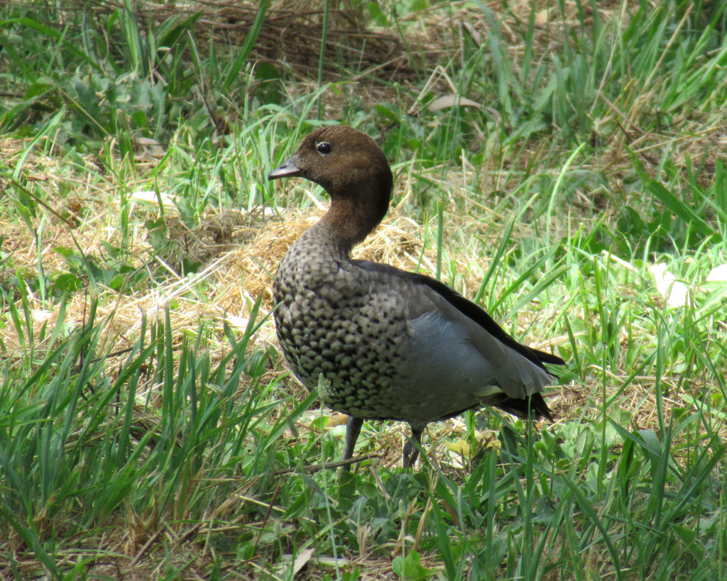 Australian Wood Duck From Melbourne VIC Australia On January 24 2022   Large 