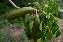 Entandrophragma caudatum