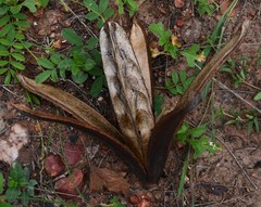 Entandrophragma caudatum