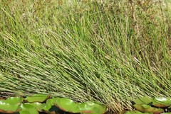 Eleocharis dulcis