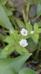Limnophila aromatica