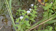 Limnophila aromatica
